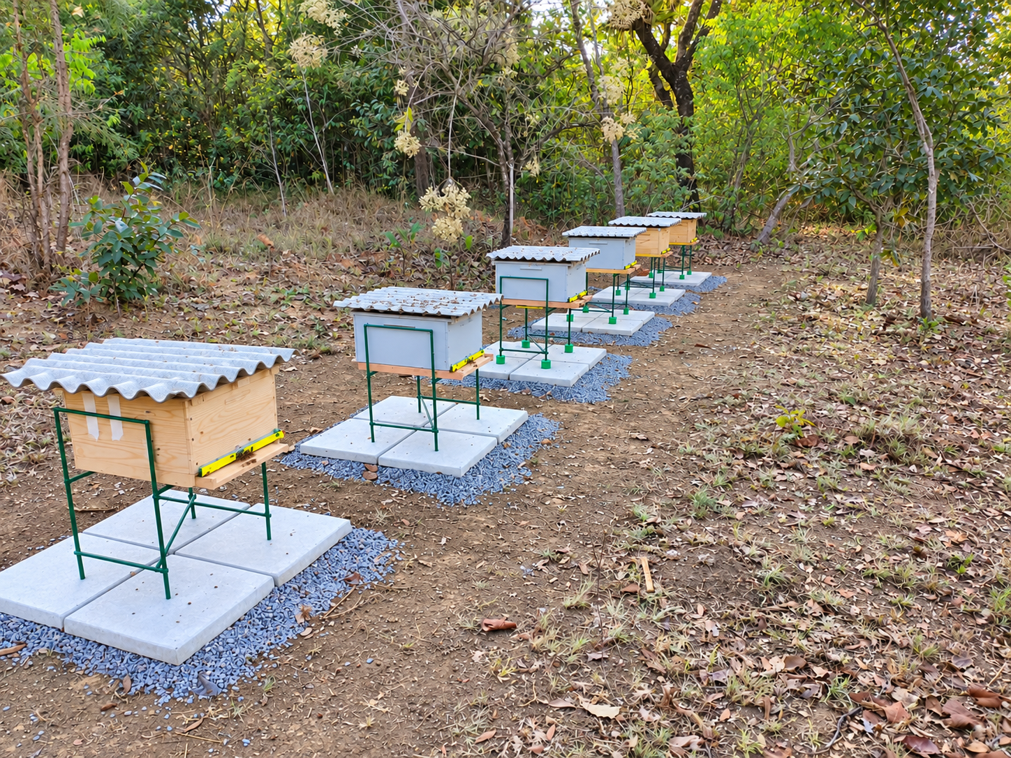 Colmeias sobre suportes em meio à vegetação da fazenda